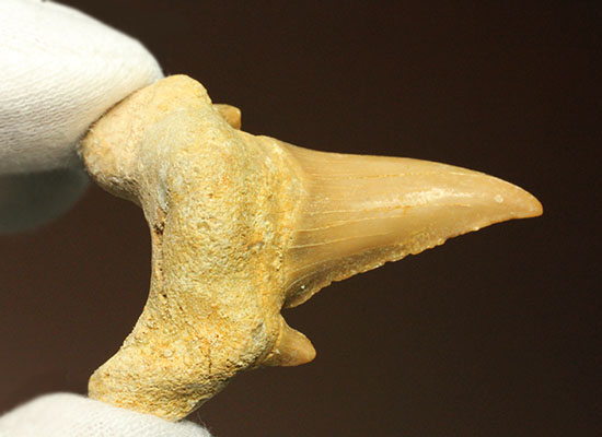 古代の海の食物連鎖の頂点にあった巨大鮫、オトダスの厚みのある歯化石（その7）