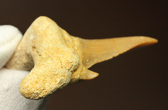古代の海の食物連鎖の頂点にあった巨大鮫、オトダスの厚みのある歯化石(その8)