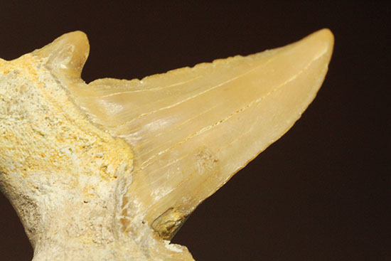古代の海の食物連鎖の頂点にあった巨大鮫、オトダスの厚みのある歯化石(その9)