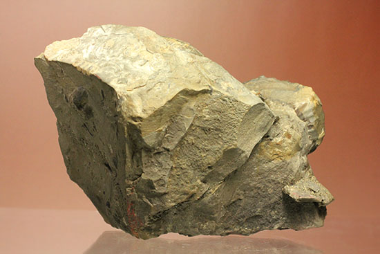 異常巻きと平巻きが同居した北海道産アンモナイトの立体標本（その10）