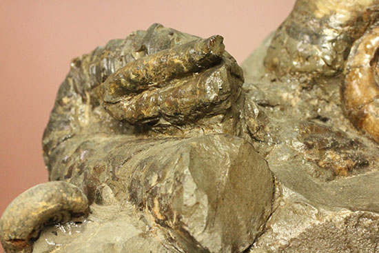 異常巻きと平巻きが同居した北海道産アンモナイトの立体標本（その15）
