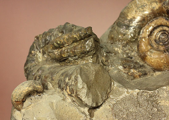 異常巻きと平巻きが同居した北海道産アンモナイトの立体標本（その16）