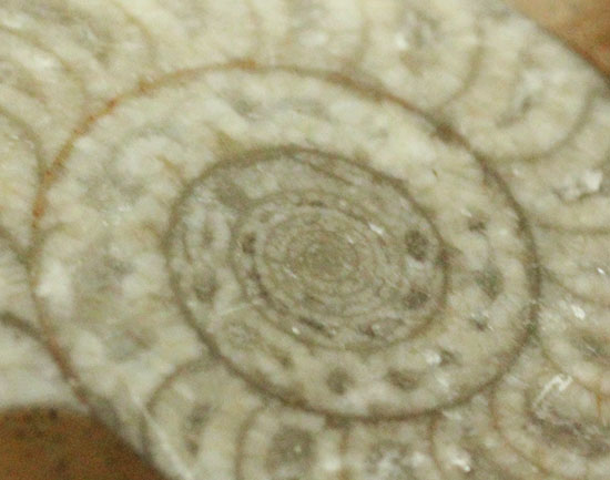 ヘソを見ていると催眠術に掛かりそうなゴニアタイト化石（その8）