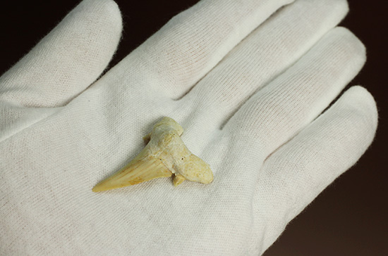 古代ザメの歯化石