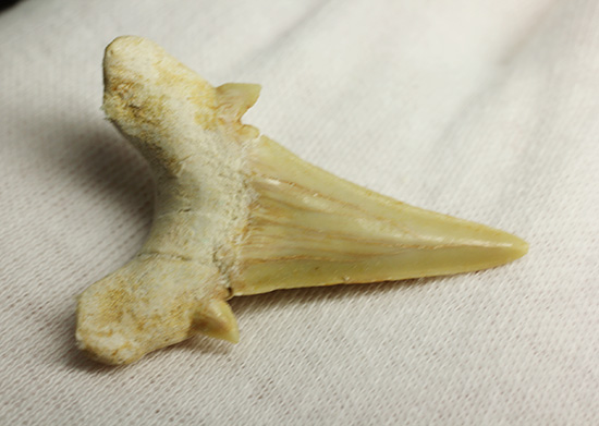 古代の海の食物連鎖の頂点にあった巨大鮫、オトダスの歯化石（その6）