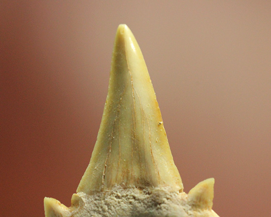 古代の海の食物連鎖の頂点にあった巨大鮫、オトダスの歯化石（その9）