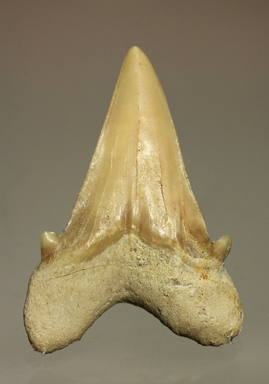 サメの歯オトドゥス化石