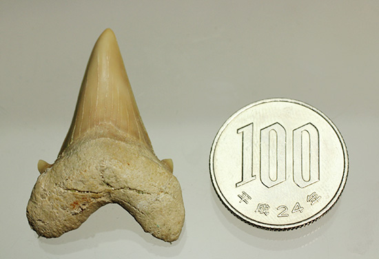 古代ザメオトドゥスの歯化石