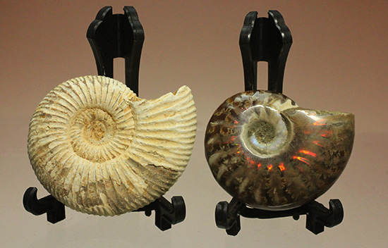 マダガスカル産アンモナイト（Ammonite）２個セット