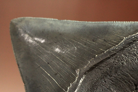 非常に優れたシンメトリー(左右対称性)と保存状態を兼ね添えた一級品。JAWSもビックリメガロドンの歯化石(その10)