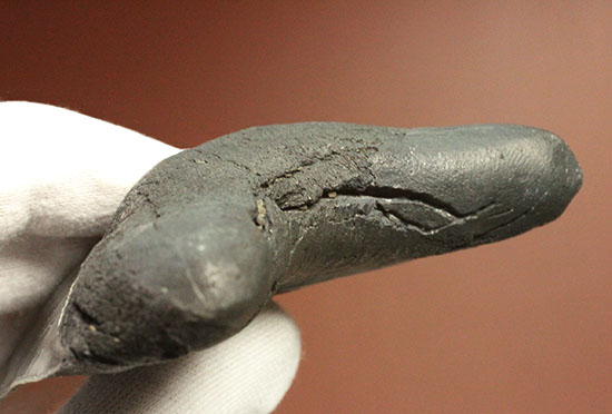 非常に優れたシンメトリー(左右対称性)と保存状態を兼ね添えた一級品。JAWSもビックリメガロドンの歯化石(その13)
