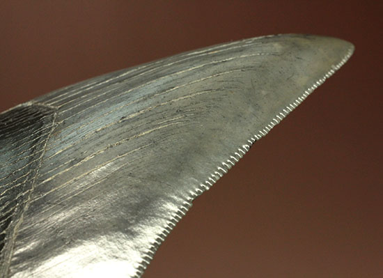 非常に優れたシンメトリー(左右対称性)と保存状態を兼ね添えた一級品。JAWSもビックリメガロドンの歯化石(その15)