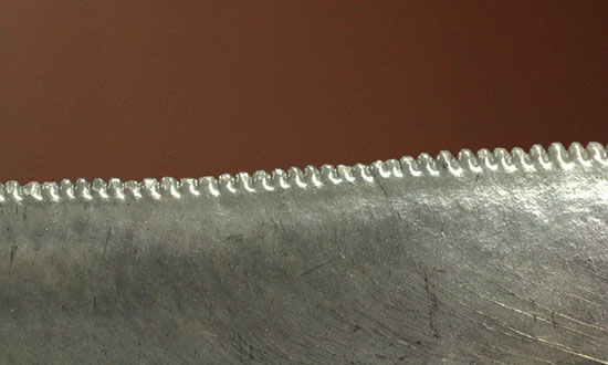 非常に優れたシンメトリー(左右対称性)と保存状態を兼ね添えた一級品。JAWSもビックリメガロドンの歯化石(その16)