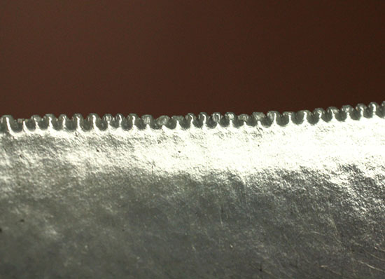非常に優れたシンメトリー(左右対称性)と保存状態を兼ね添えた一級品。JAWSもビックリメガロドンの歯化石(その17)