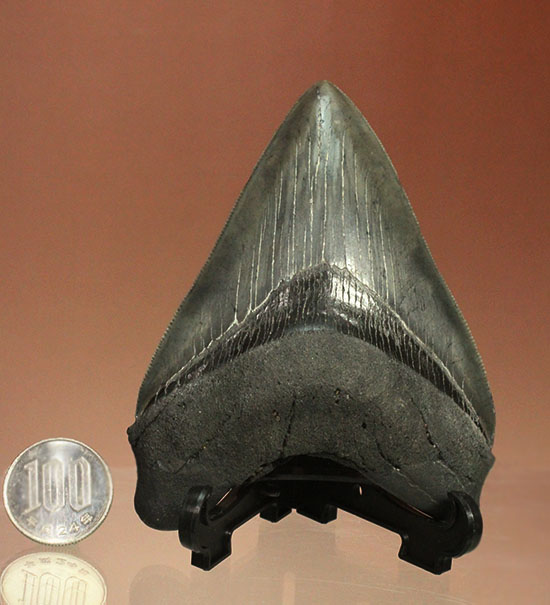 非常に優れたシンメトリー(左右対称性)と保存状態を兼ね添えた一級品。JAWSもビックリメガロドンの歯化石(その19)