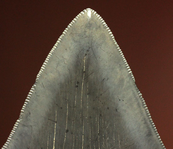 非常に優れたシンメトリー(左右対称性)と保存状態を兼ね添えた一級品。JAWSもビックリメガロドンの歯化石(その2)
