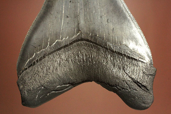 非常に優れたシンメトリー(左右対称性)と保存状態を兼ね添えた一級品。JAWSもビックリメガロドンの歯化石(その3)