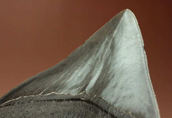 非常に優れたシンメトリー(左右対称性)と保存状態を兼ね添えた一級品。JAWSもビックリメガロドンの歯化石(その4)