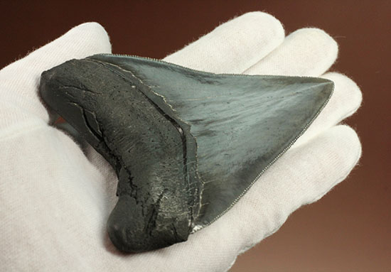 非常に優れたシンメトリー(左右対称性)と保存状態を兼ね添えた一級品。JAWSもビックリメガロドンの歯化石(その5)