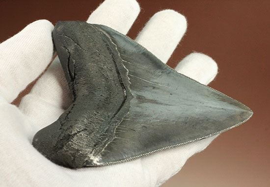 非常に優れたシンメトリー(左右対称性)と保存状態を兼ね添えた一級品。JAWSもビックリメガロドンの歯化石(その6)