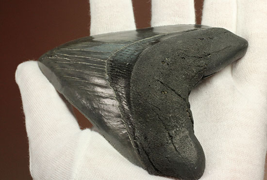 非常に優れたシンメトリー(左右対称性)と保存状態を兼ね添えた一級品。JAWSもビックリメガロドンの歯化石(その7)