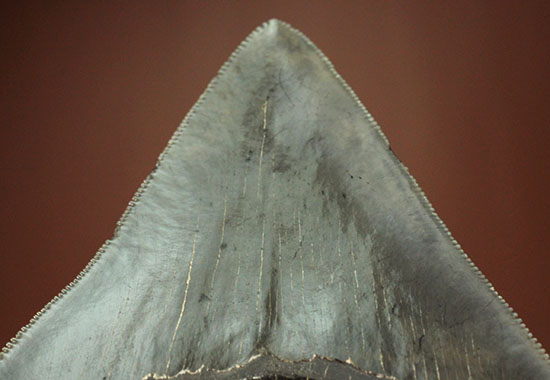 非常に優れたシンメトリー(左右対称性)と保存状態を兼ね添えた一級品。JAWSもビックリメガロドンの歯化石(その8)