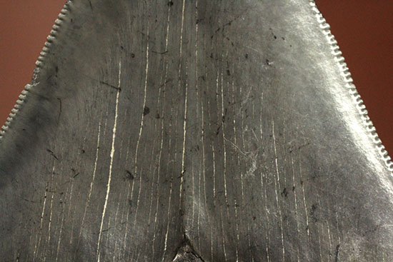 非常に優れたシンメトリー(左右対称性)と保存状態を兼ね添えた一級品。JAWSもビックリメガロドンの歯化石(その9)