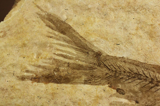 骨の数まで数えられる!完全名保存状態のニシン科の魚化石ナイティア(Knightia)(その10)