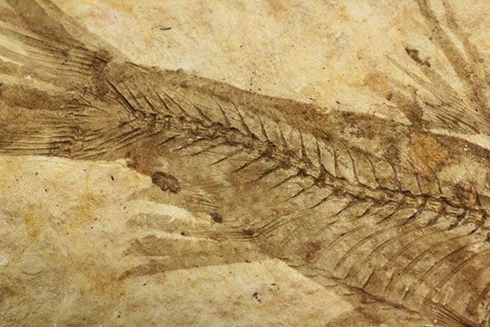 骨の数まで数えられる!完全名保存状態のニシン科の魚化石ナイティア(Knightia)(その11)