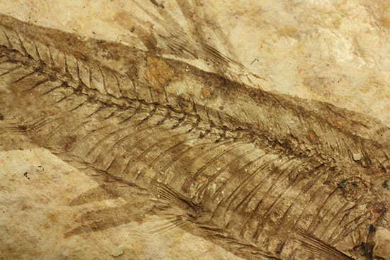 骨の数まで数えられる!完全名保存状態のニシン科の魚化石ナイティア(Knightia)(その12)