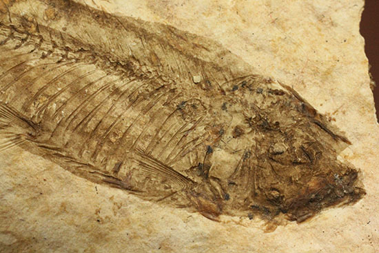 骨の数まで数えられる!完全名保存状態のニシン科の魚化石ナイティア(Knightia)(その13)