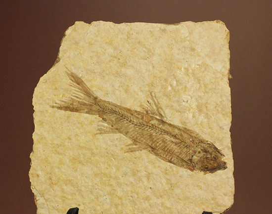 骨の数まで数えられる!完全名保存状態のニシン科の魚化石ナイティア(Knightia)(その14)