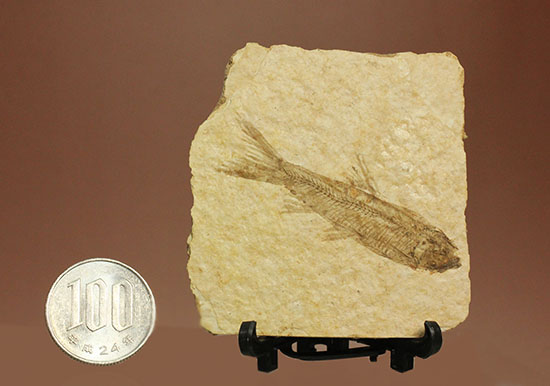 骨の数まで数えられる!完全名保存状態のニシン科の魚化石ナイティア(Knightia)(その15)