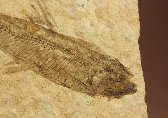 骨の数まで数えられる!完全名保存状態のニシン科の魚化石ナイティア(Knightia)(その3)