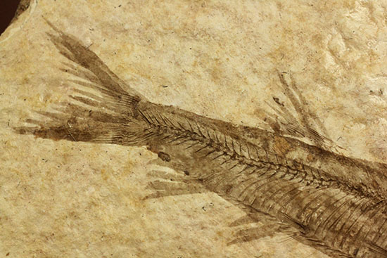 骨の数まで数えられる!完全名保存状態のニシン科の魚化石ナイティア(Knightia)(その4)