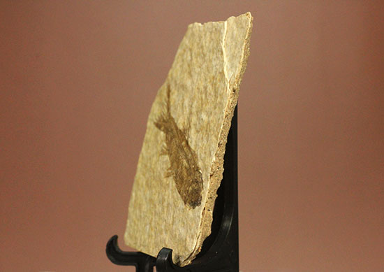 骨の数まで数えられる！完全名保存状態のニシン科の魚化石ナイティア(Knightia)（その5）