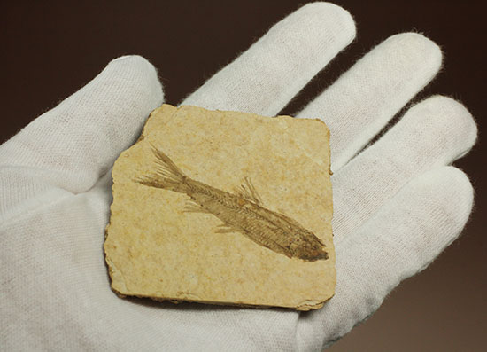 骨の数まで数えられる!完全名保存状態のニシン科の魚化石ナイティア(Knightia)(その7)