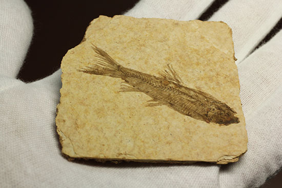 骨の数まで数えられる!完全名保存状態のニシン科の魚化石ナイティア(Knightia)(その8)