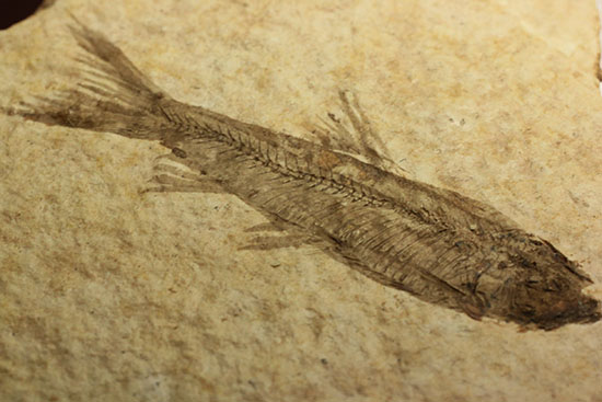 骨の数まで数えられる!完全名保存状態のニシン科の魚化石ナイティア(Knightia)(その9)