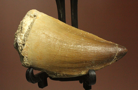 周長8.7cm!白亜紀の海の王者、モササウルスの分厚い歯化石(Mosasaurus)(その1)