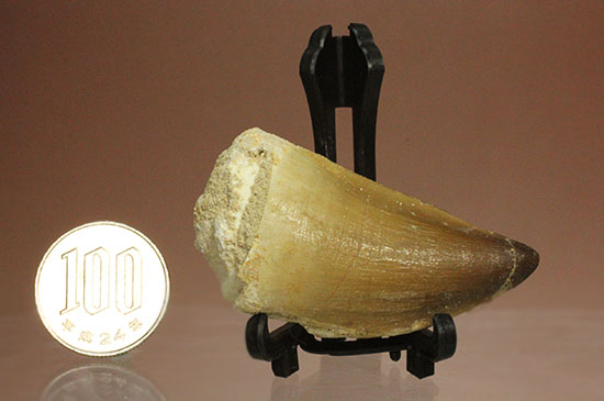 周長8.7cm!白亜紀の海の王者、モササウルスの分厚い歯化石(Mosasaurus)(その10)