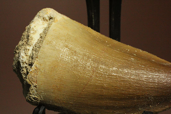 周長8.7ｃｍ！白亜紀の海の王者、モササウルスの分厚い歯化石(Mosasaurus)（その2）