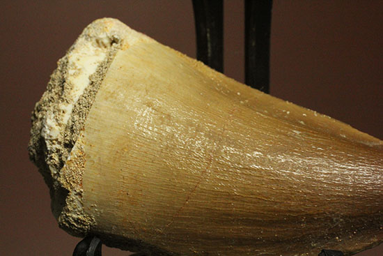 周長8.7cm!白亜紀の海の王者、モササウルスの分厚い歯化石(Mosasaurus)(その2)