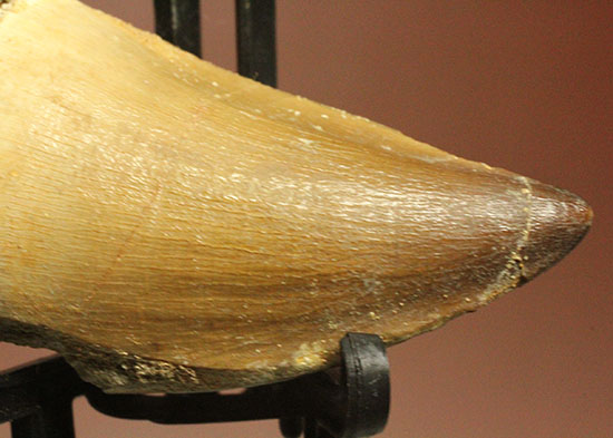 周長8.7cm!白亜紀の海の王者、モササウルスの分厚い歯化石(Mosasaurus)(その3)