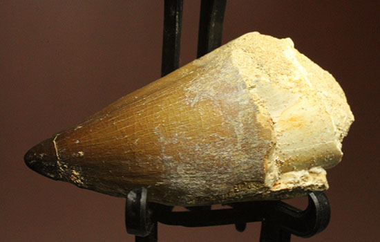 周長8.7cm!白亜紀の海の王者、モササウルスの分厚い歯化石(Mosasaurus)(その4)