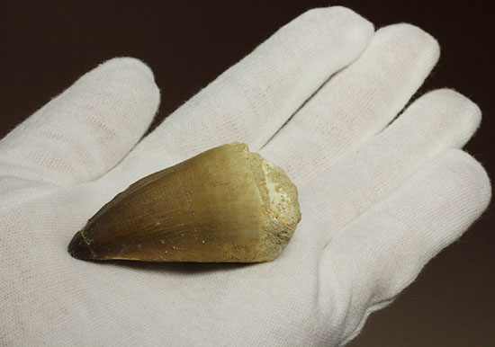 周長8.7cm!白亜紀の海の王者、モササウルスの分厚い歯化石(Mosasaurus)(その5)
