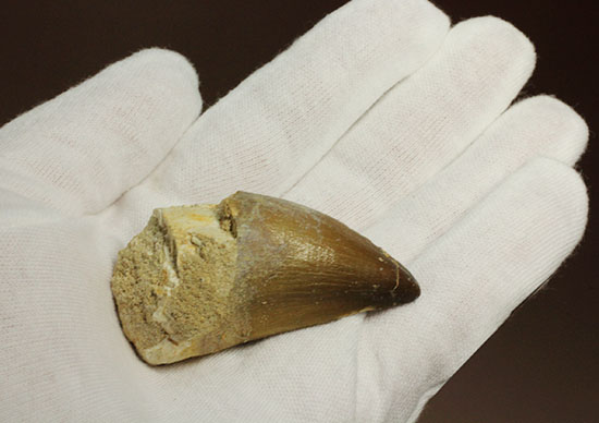 周長8.7cm!白亜紀の海の王者、モササウルスの分厚い歯化石(Mosasaurus)(その7)