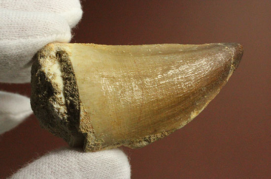 周長8.7cm!白亜紀の海の王者、モササウルスの分厚い歯化石(Mosasaurus)(その8)
