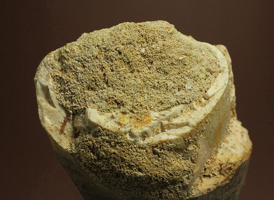 周長8.7cm!白亜紀の海の王者、モササウルスの分厚い歯化石(Mosasaurus)(その9)