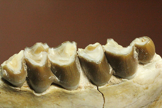 希少！サウスダコタ産哺乳類の歯化石4点セット(Mammal teeth)（その1）